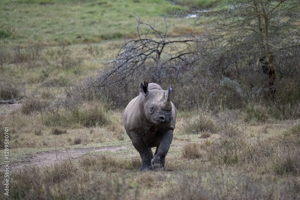 A black rhinoceros in the grasslands of Lake Nakuru, Kenya