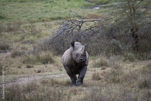 Obraz na płótnie A black rhinoceros in the grasslands of Lake Nakuru, Kenya w salonie