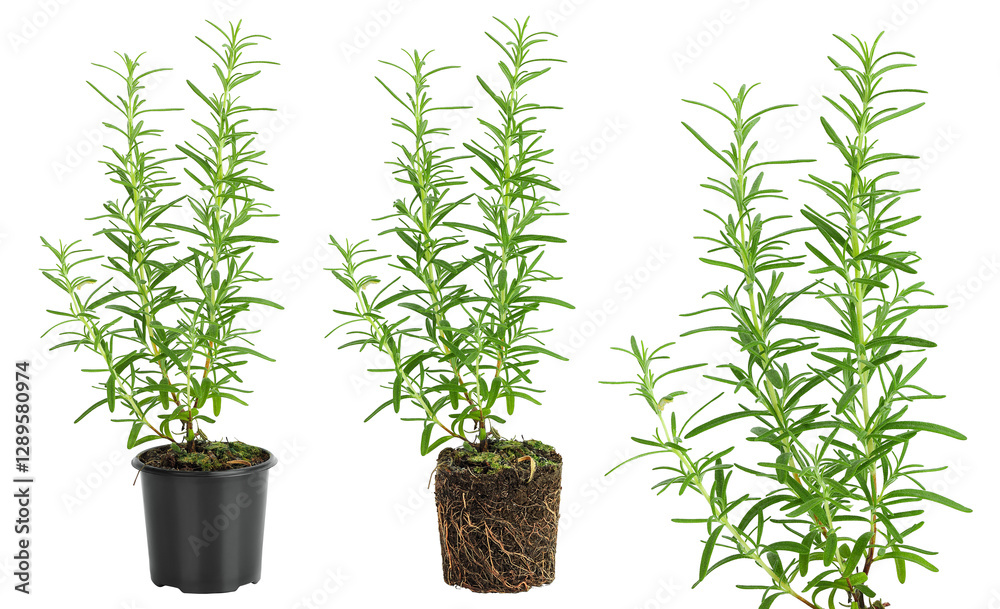 Fototapeta premium Rosemary plant growing in pot isolated on white background. Aromatic herb