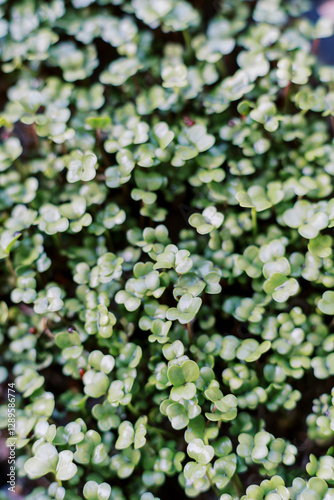 Thick young juicy arugula microgreens