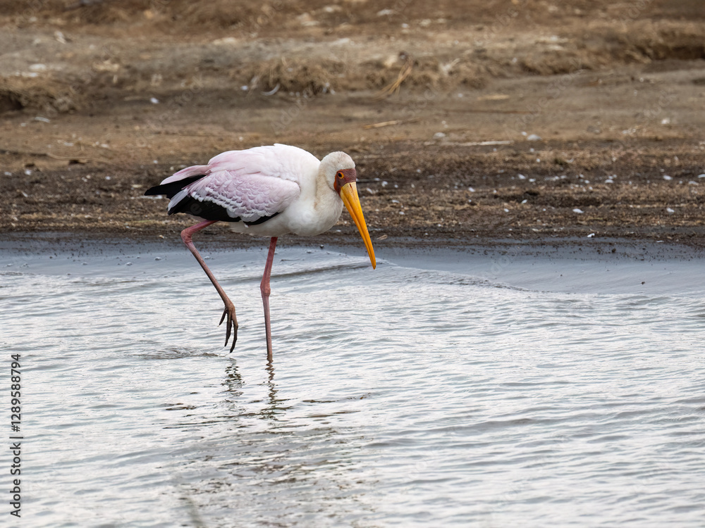 Yellow-billed stork wading through shallow water, carefully lifting one leg
