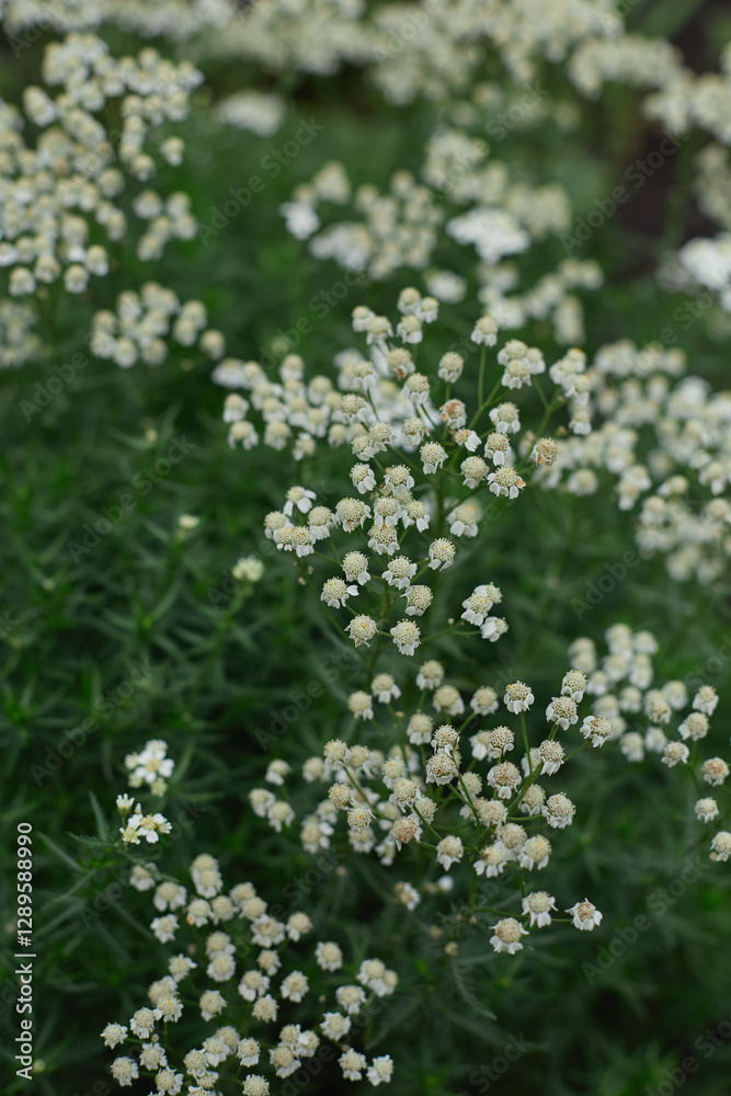Small white wildflowers create a stunning visual display, enhancing the garden's vibrant green backdrop on a bright day. Small white wildflowers create a stunning visual display, enhancing the garden's vibrant green backdrop on a bright day.