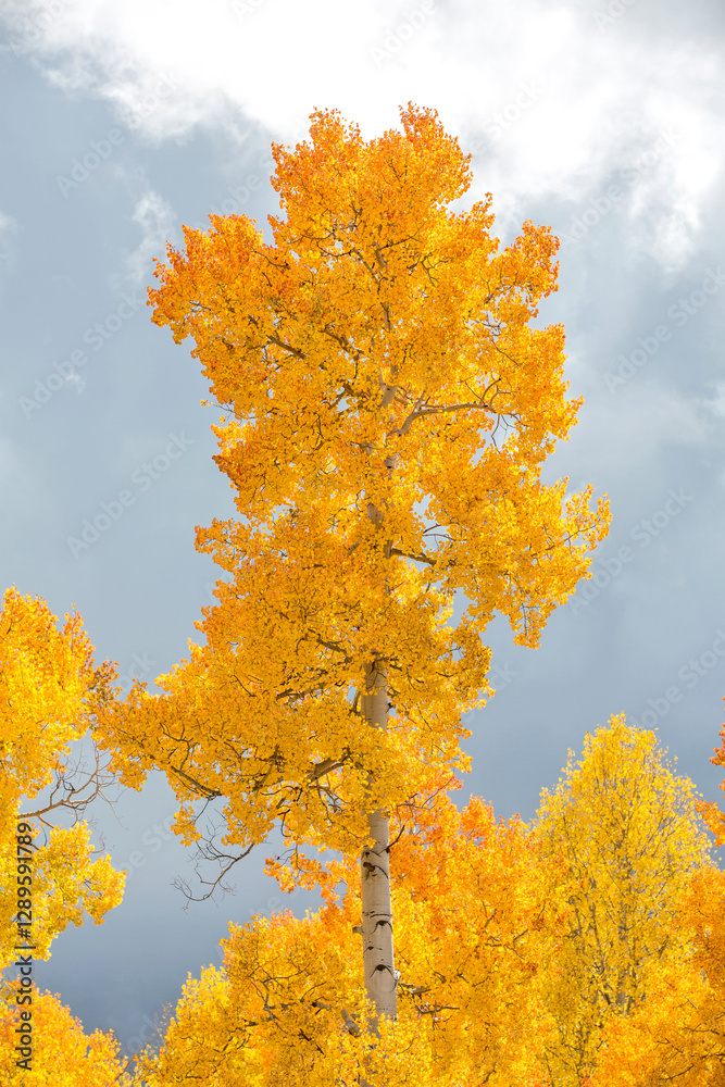 Towering Aspen Tree Towering Aspen Tree