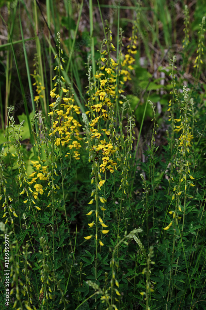 Yellow flower of black broom plant, Lembotropis nigricans. Yellow flower of black broom plant, Lembotropis nigricans.