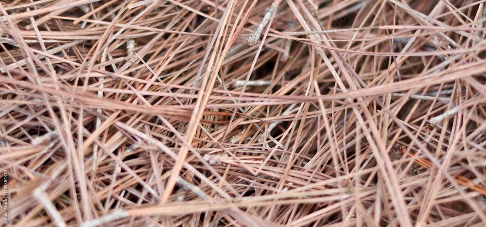 Dry Pine Needle Pattern: Close Up View with Natural Pine Needle Texture Dry Pine Needle Pattern: Close Up View with Natural Pine Needle Texture