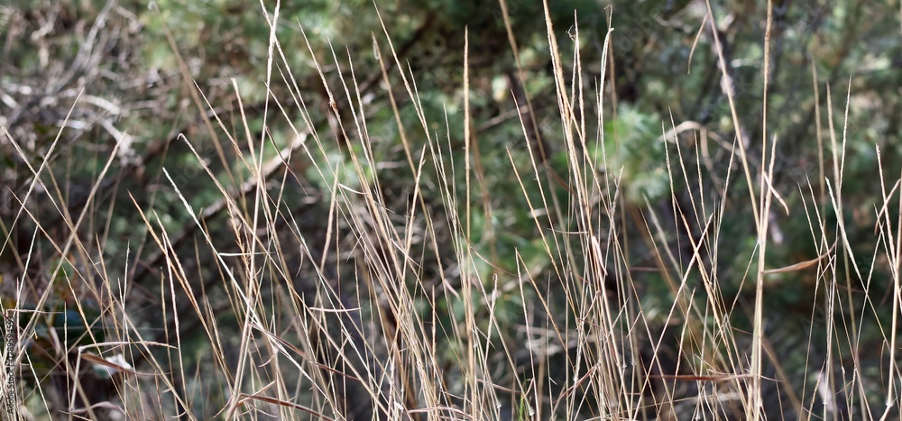 A Moment of Natural Texture: Rustic Dry Grass Background with Detailed Patterns A Moment of Natural Texture: Rustic Dry Grass Background with Detailed Patterns