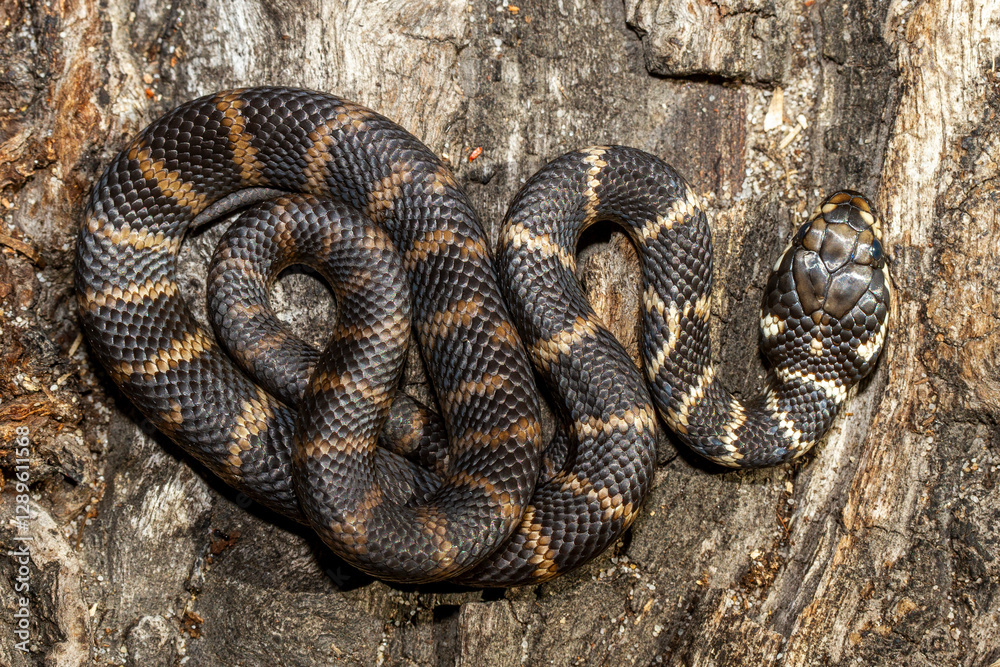 Fototapeta premium Highly venomous Australian Stephen's Banded Snake