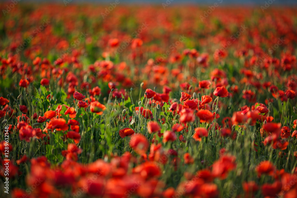 Vast poppy meadow glowing at sunset on a warm summer evening Vast poppy meadow glowing at sunset on a warm summer evening