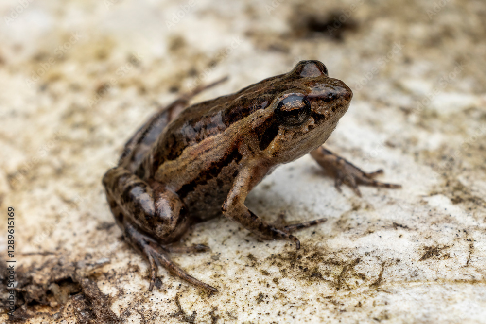 Fototapeta premium Australian Wallum Froglet on sandy habitat