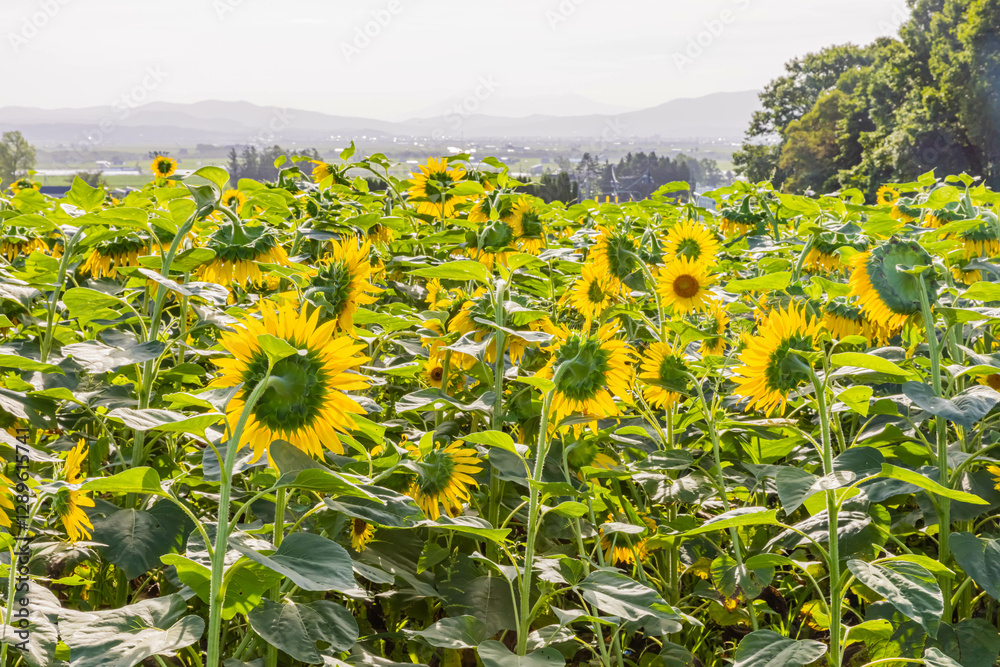 Obraz premium ヒマワリ畑 
