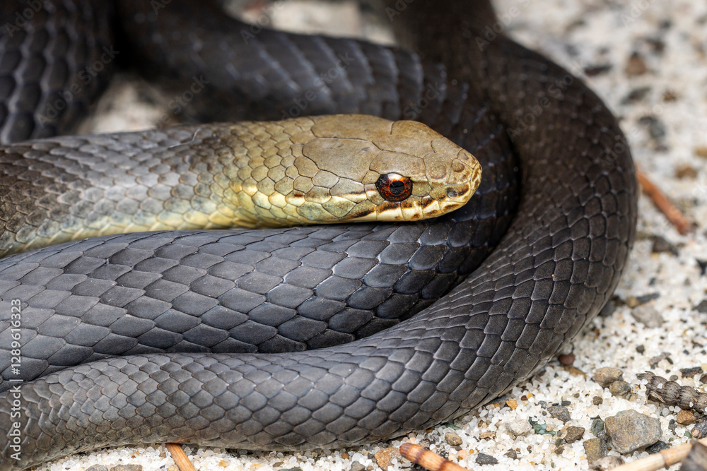 Fototapeta premium Close up of Australian Swamp Snake