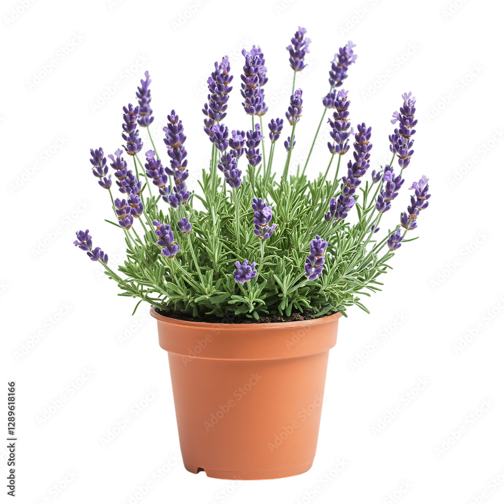 A Small Potted Lavender Plant with Purple Blooms Isolated on Transparent Background A Small Potted Lavender Plant with Purple Blooms Isolated on Transparent Background