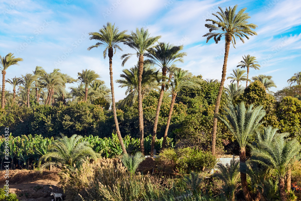 Fototapeta premium palm trees and blue sky