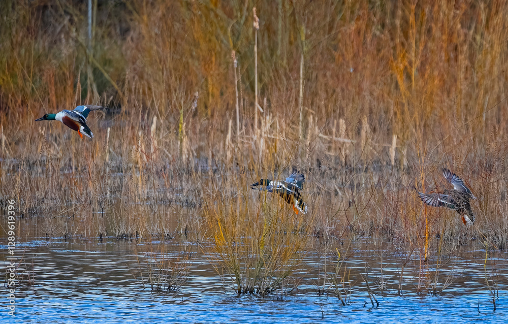Trio of Shoveler ducks coming into land amongst the reed beds at Langfors Lakes, Wiltshire, UK on 24 february 2025 Trio of Shoveler ducks coming into land amongst the reed beds at Langfors Lakes, Wiltshire, UK on 24 february 2025
