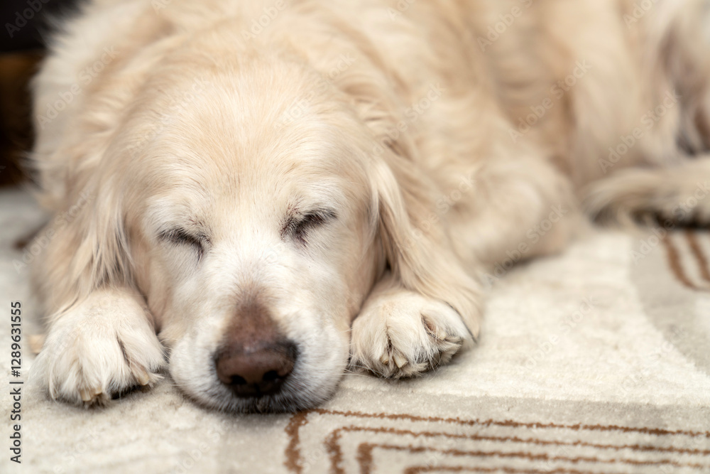 Sick, cold and tired golden retriever dog lying down, sleeping, resting, relaxing. Snot running out of big black nose. Dog on cozy carpet. Relaxed pet at home, comfort, aging flu dog, pet care concept Sick, cold and tired golden retriever dog lying down, sleeping, resting, relaxing. Snot running out of big black nose. Dog on cozy carpet. Relaxed pet at home, comfort, aging flu dog, pet care concept