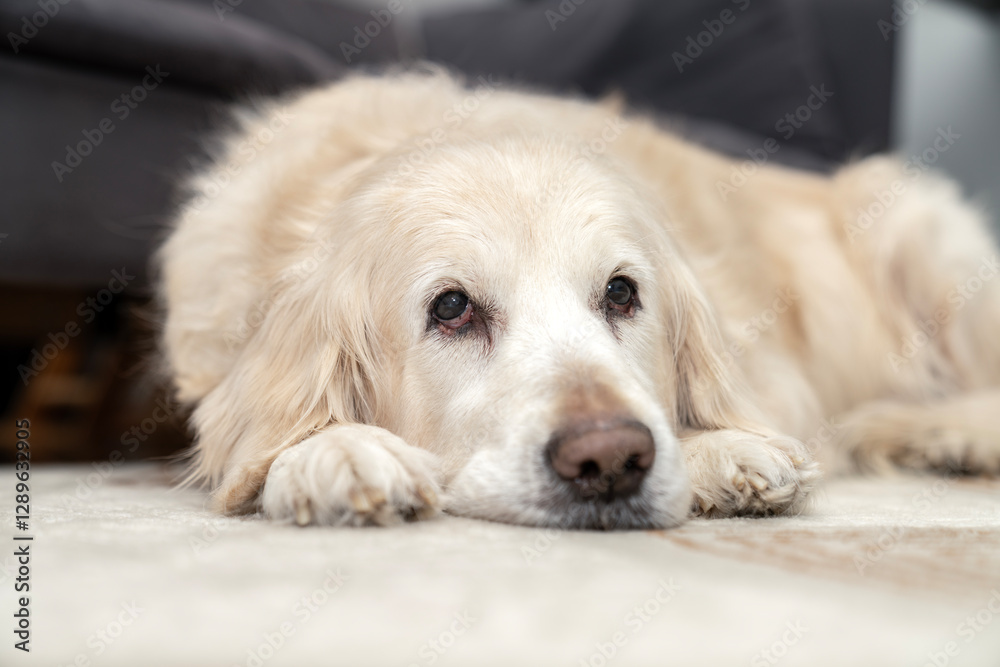 Sick, cold and tired golden retriever dog lying down, sleeping, resting, relaxing. Snot running out of big black nose. Dog on cozy carpet. Relaxed pet at home, comfort, aging flu dog, pet care concept Sick, cold and tired golden retriever dog lying down, sleeping, resting, relaxing. Snot running out of big black nose. Dog on cozy carpet. Relaxed pet at home, comfort, aging flu dog, pet care concept