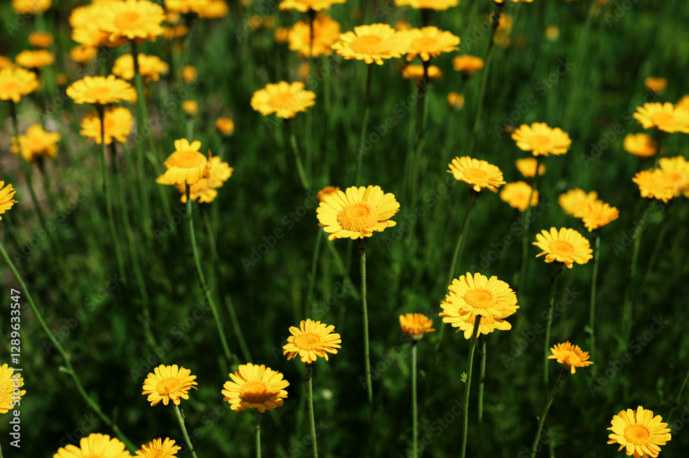 yellow Cota tinctoria or golden marguerite flower, close up. yellow Cota tinctoria or golden marguerite flower, close up.
