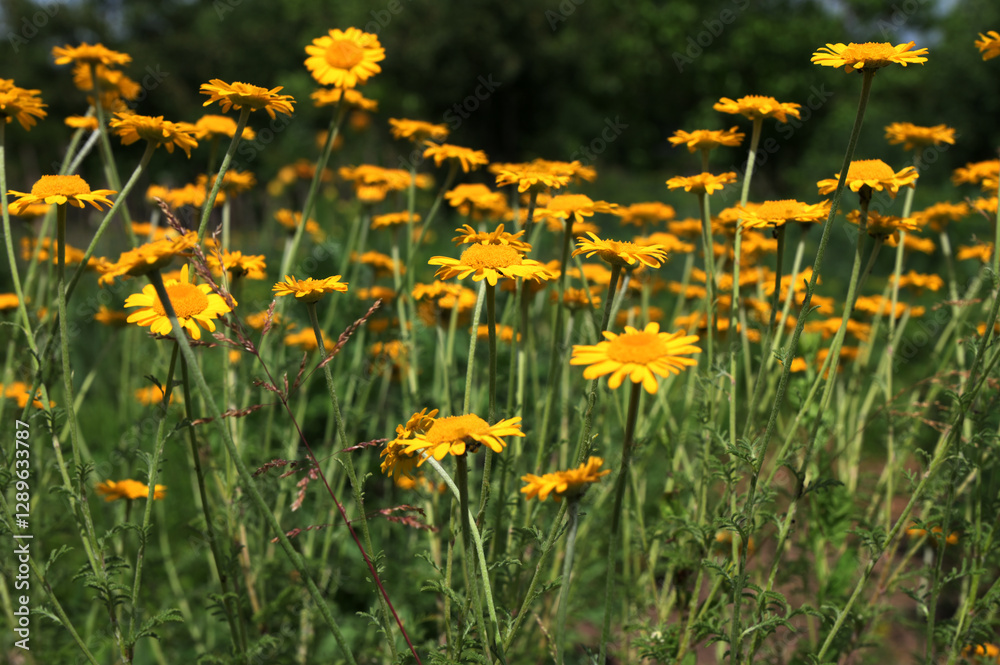 Fototapeta premium yellow Cota tinctoria or golden marguerite flower, close up.