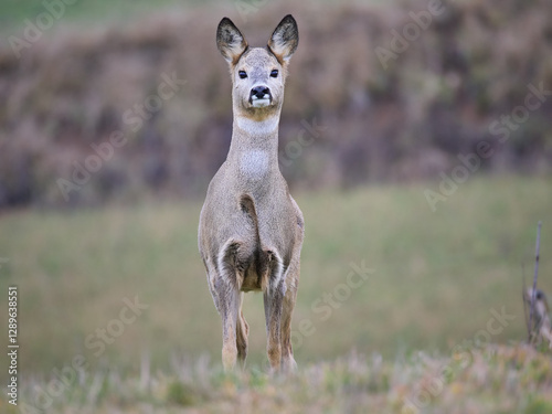 Fototapeta Naklejka Na Ścianę i Meble -  sarna europejska, roe, roedeer, Suwalszczyzna.
Sarny w naturalnym środowisku, w jesiennych barwach.