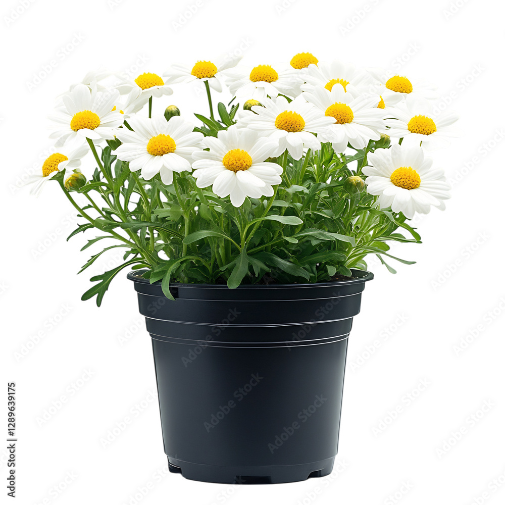 A Vibrant Potted Daisy Plant with White and Yellow Flowers Isolated on Transparent Background A Vibrant Potted Daisy Plant with White and Yellow Flowers Isolated on Transparent Background
