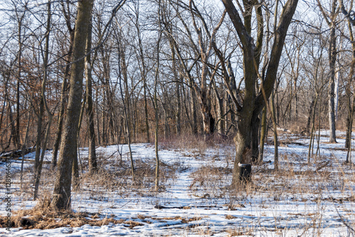 winter forest in the snow
