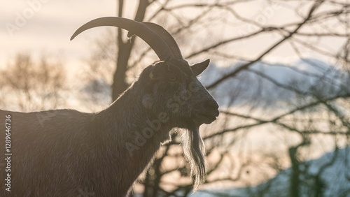 A goat with a long beard during the golden hour