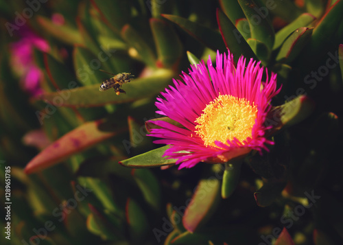 Beautiful pink Carpobrotus edulis is a ground-creeping plant with succulent leaves.