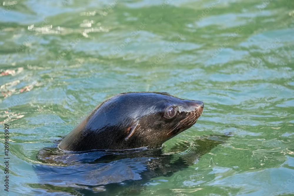 Fototapeta premium Seelöwe