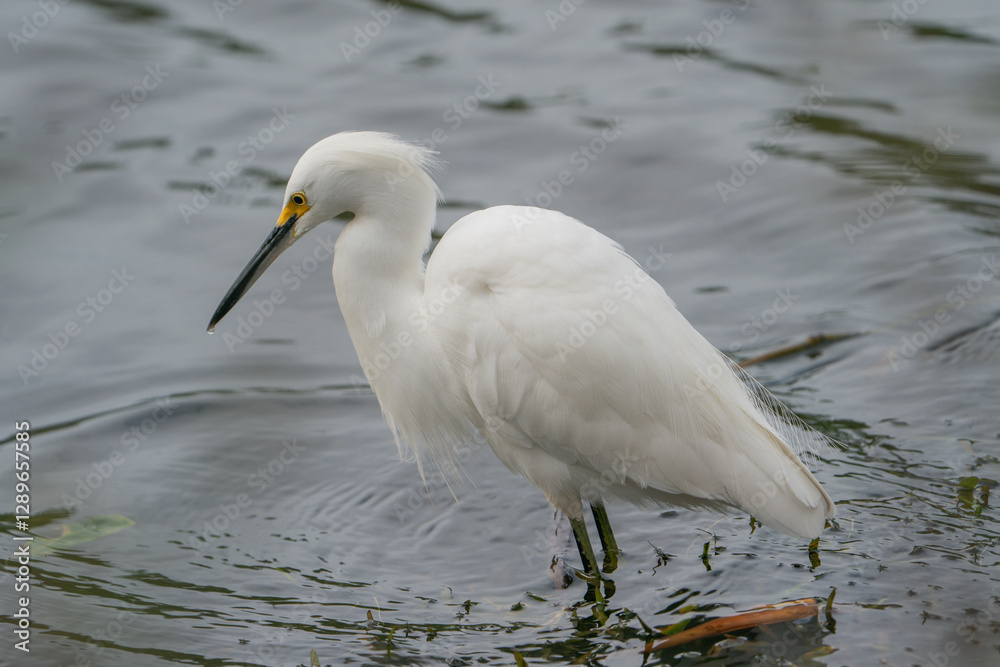 Snowy egret staning in the shallow water of a river. Snowy egret staning in the shallow water of a river.