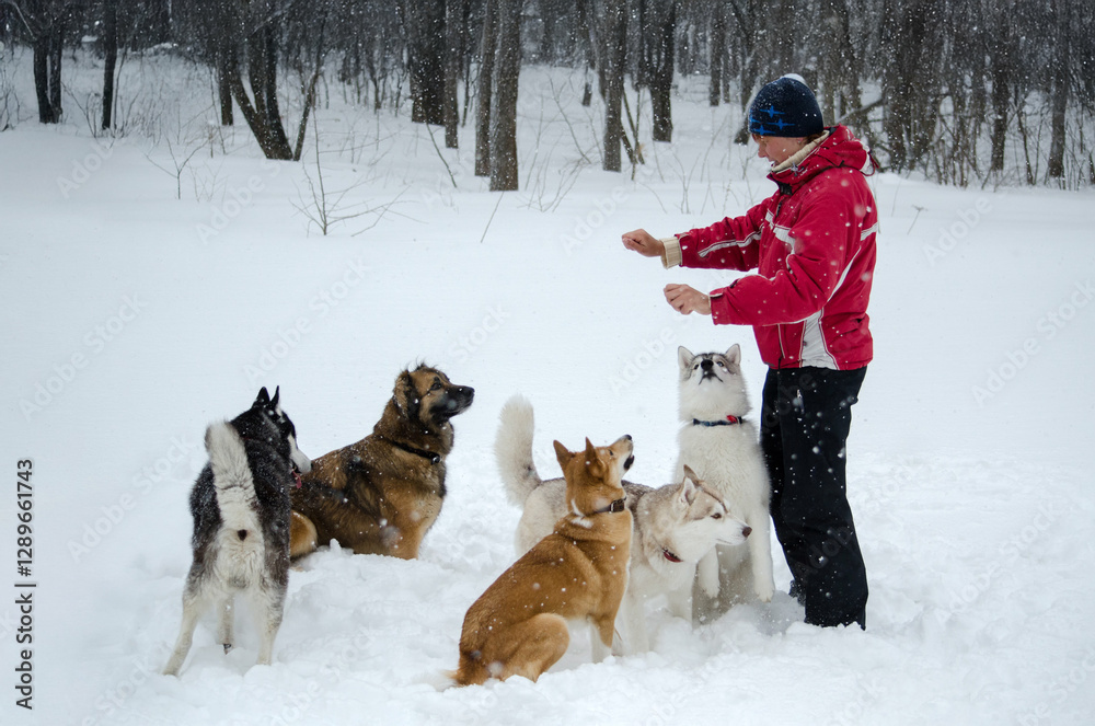 Winter dog training in snowy forest Winter dog training in snowy forest