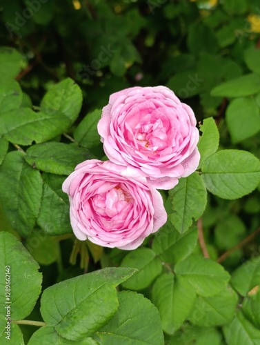 Two Pink Roses in Full Bloom Amidst Lush Green Leaves photo