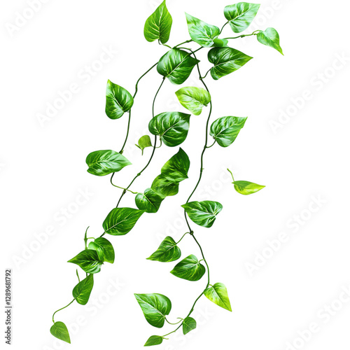 Trailing Pothos Plant with Long Cascading Green Vines Isolated on Transparent Background