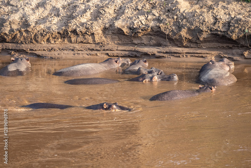 Hippos wallow in muddy water near a sandy bank.