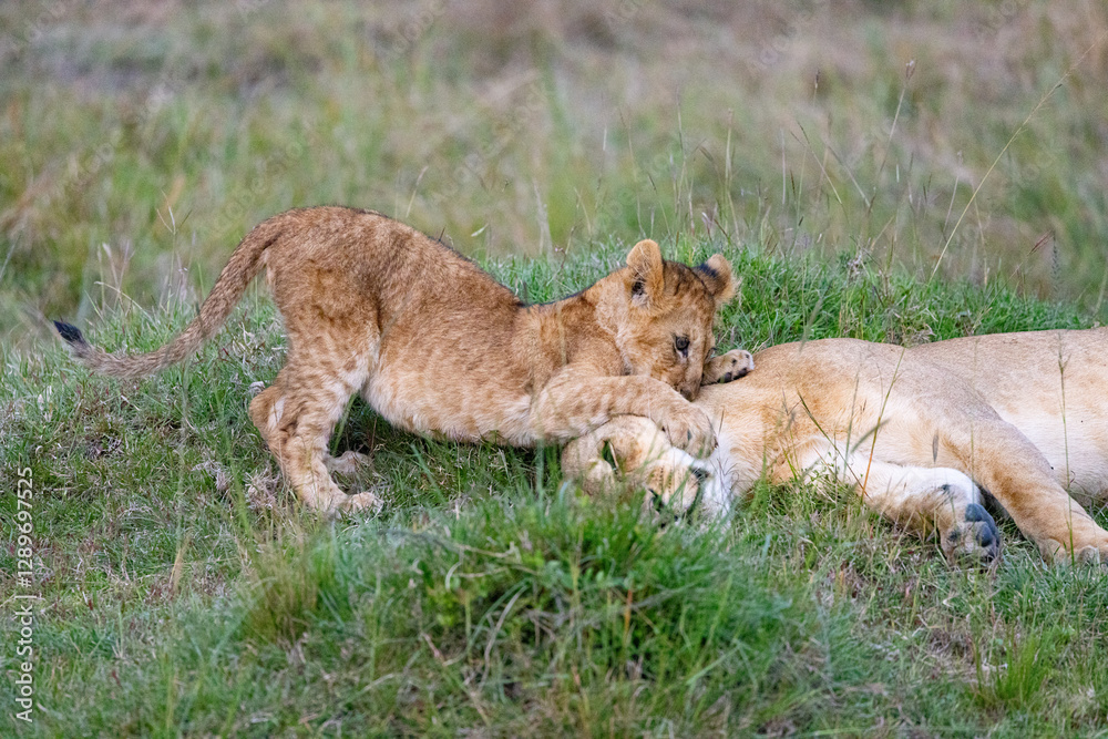 Lion cub playfully pounces on its mother in the grass. Lion cub playfully pounces on its mother in the grass.