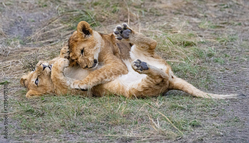 Two lion cubs playfully wrestle on the ground.