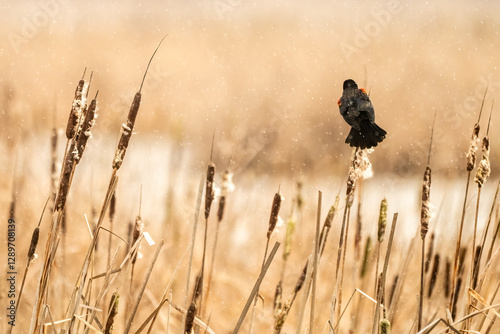 Red winged Blackbird in the Reeds