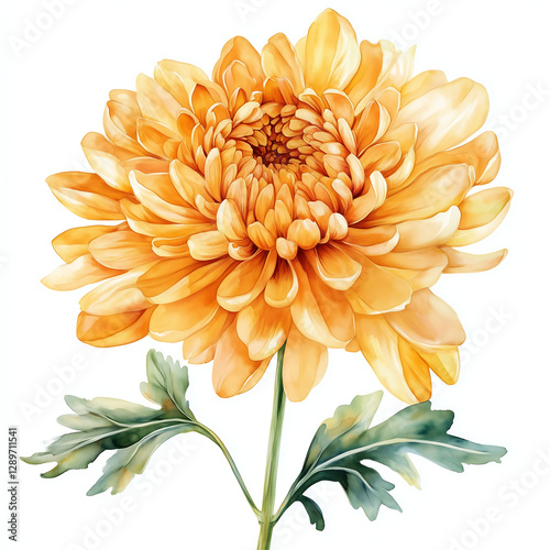 Beautiful chrysanthemum flower painted in soft akvarel watercolor style