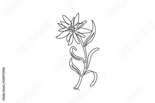 Continuous one line drawing beauty and exotic mountain leontopodium plant. Decorative edelweiss flower concept for home decor wall art poster print. Single line draw design vector graphic illustration