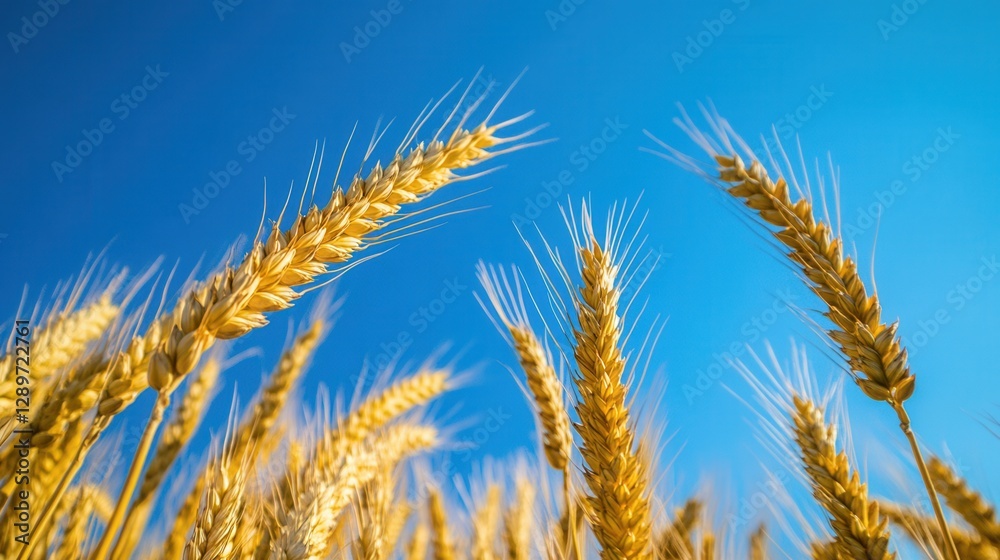 Golden Wheat Field Under Blue Sky in Beautiful Rural Landscape During Sunny Day Golden Wheat Field Under Blue Sky in Beautiful Rural Landscape During Sunny Day