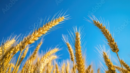 Obraz na płótnie Golden Wheat Field Under Blue Sky in Beautiful Rural Landscape During Sunny Day w salonie