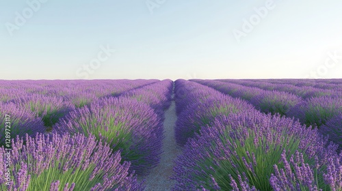 Obraz na płótnie Scenic Lavender Fields under Clear Sky with Rows of Vibrant Purple Flowers in Agricultural Landscape w salonie