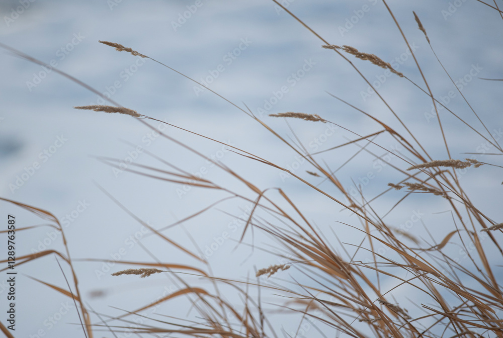 grass and sky grass and sky