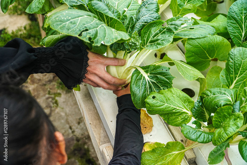 Close-up view of hands harvesting fresh bok choy from a hydroponic system. The vibrant green leaves are shown in detail. Harvesting Bok Choy in a Hydroponic System: A Close-Up View of Fresh Greens