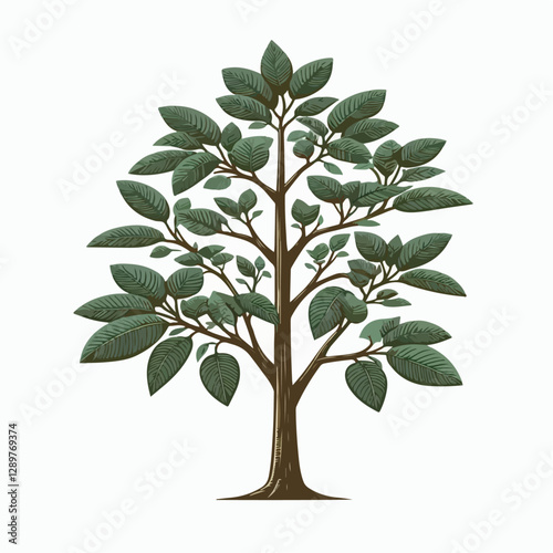 teak tree vector illustration