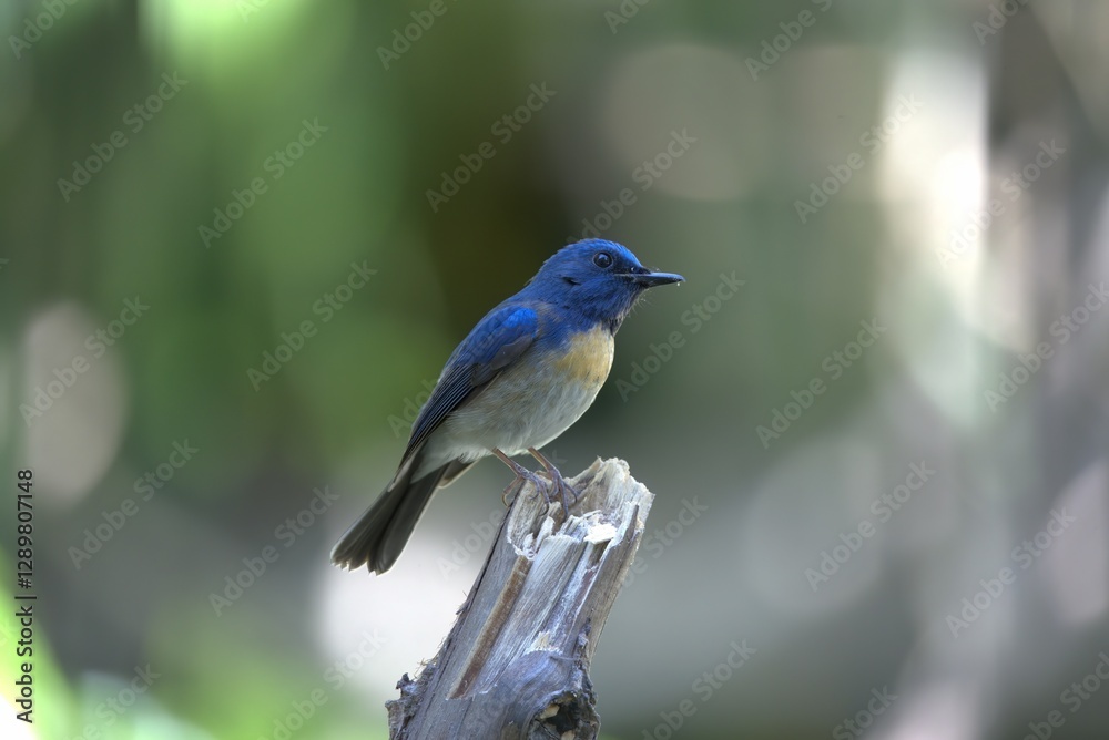 blue flycatcher bird in nature blur background blue flycatcher bird in nature blur background