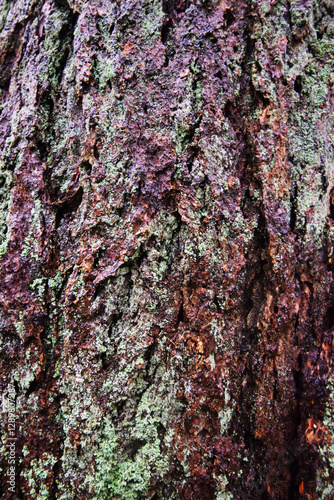 Western Hemlock bark (Tsuga Heterophylla) photo