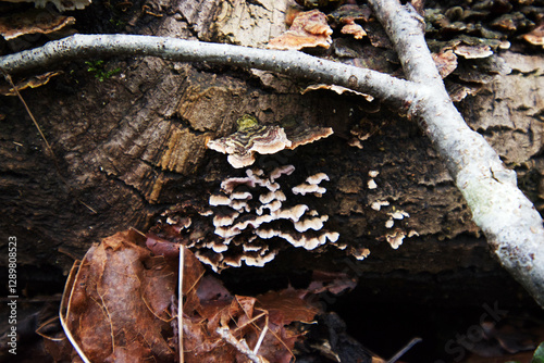 Turkey-tail (Trametes versicolor)
 photo