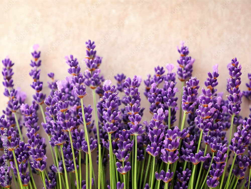 Naklejka premium Lavender Flowers Photo Background