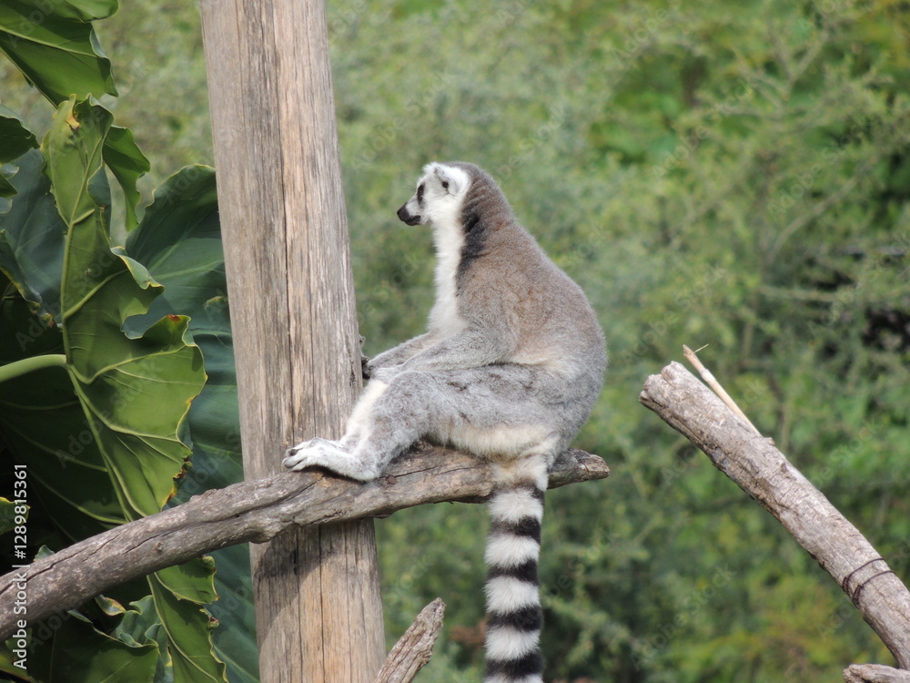 Obraz premium lemur on tree
