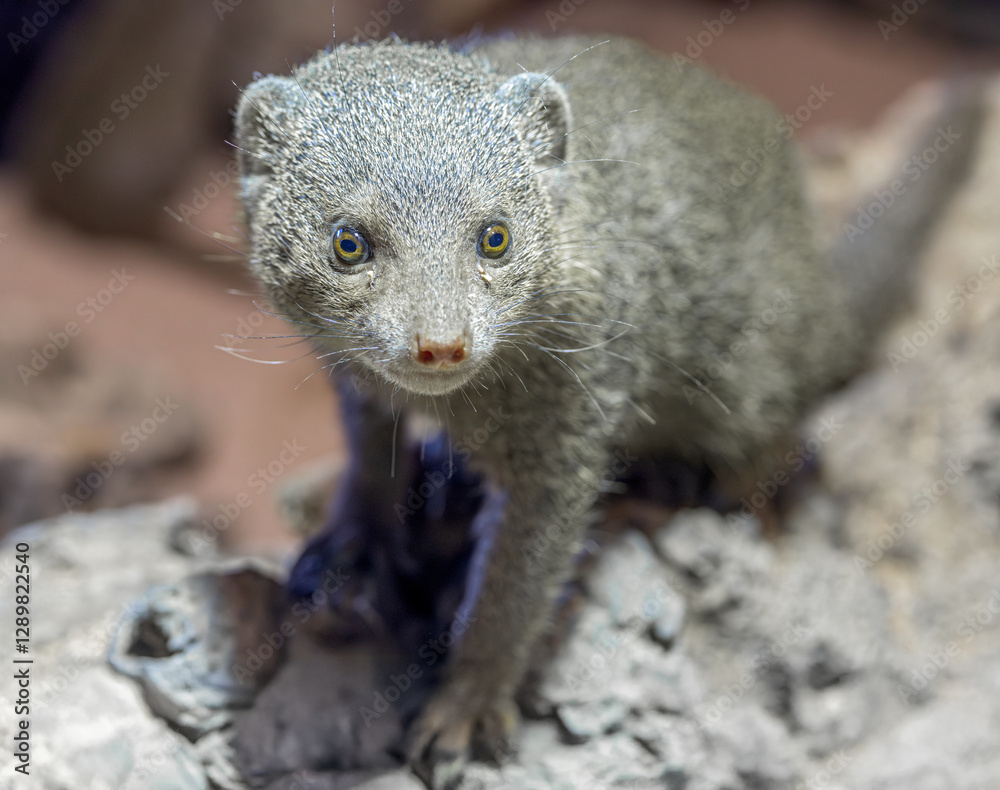 The common dwarf mongoose (Helogale parvula) The common dwarf mongoose (Helogale parvula)